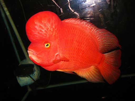 ikan super red monkey