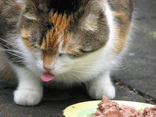 penyebab kucing tidak mau makan