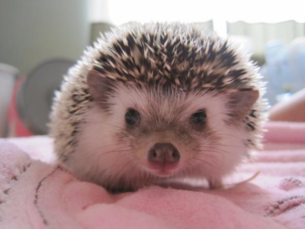  Landak  Mini hedgehog Hewan  Peliharaan