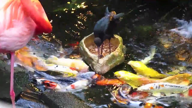 Bird Feeding Fish