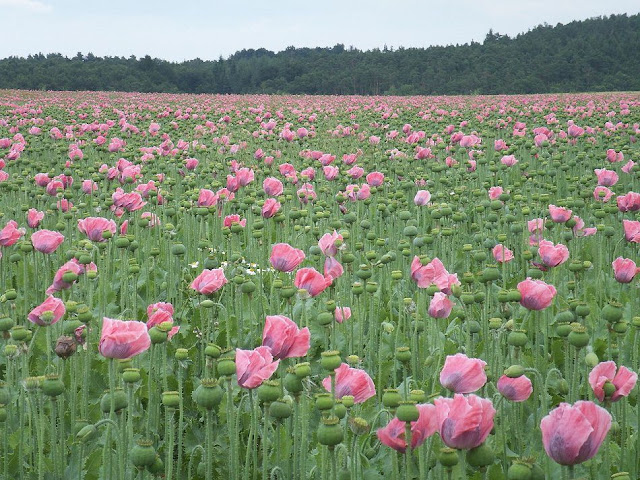 Cây Thuốc Phiện hoa màu hồng - Papaver somniferum - Nguyên liệu làm thuốc Chữa Ho Hen