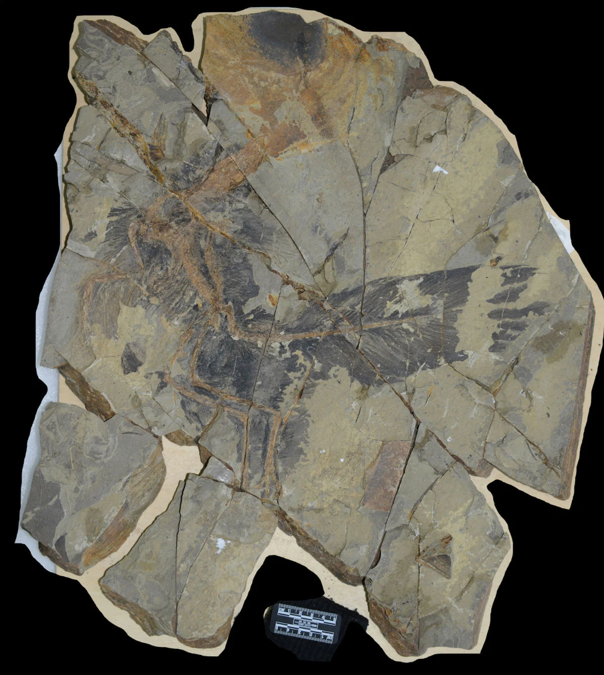 A small feathered dinosaur surprised paleontologists with the colorfulness of the “outfit” (2)