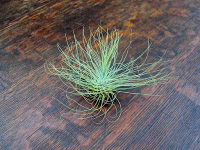 Grow and care Tillandsia argentea air plants