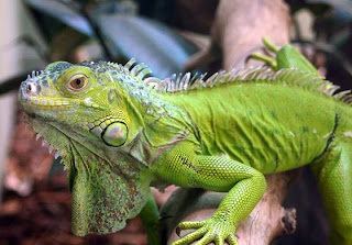 Reptiles en Permacultra