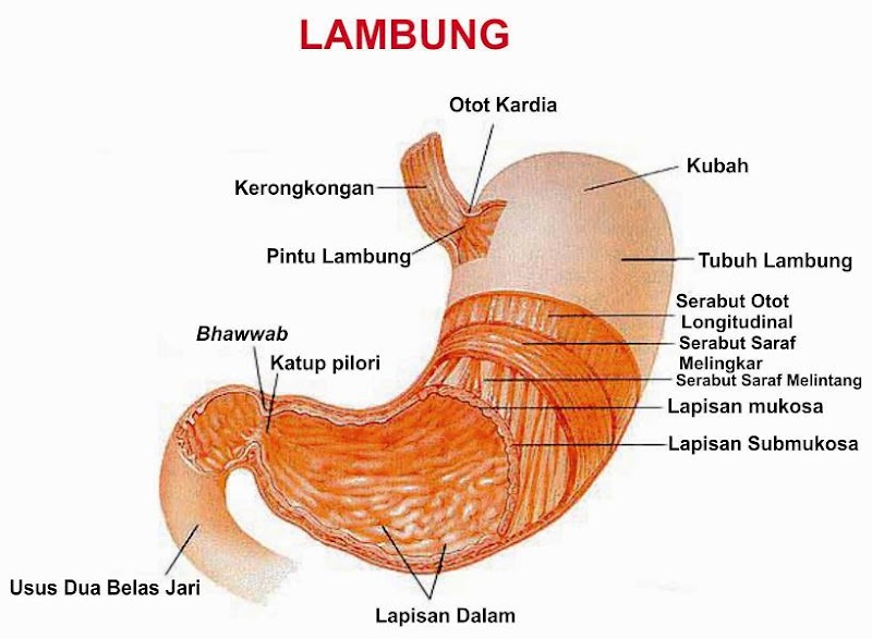 23+ Gambar Organ Pencernaan Polos