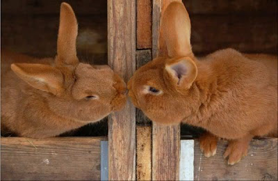 animals Rabbits kissing pictures