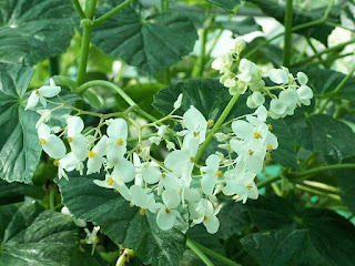 Bégonia luisant - Begonia minor - Begonia nitida