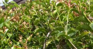 Hobenさんのblog 垣根のヒイラギの葉が枯れる 病気