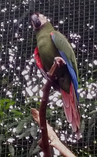 Parque das Aves - Foz do Iguaçu - PR