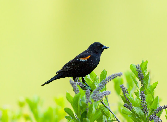 Red-winged  Blackbird - New York