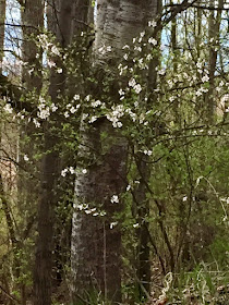 time to watch for patches of roadside beauty