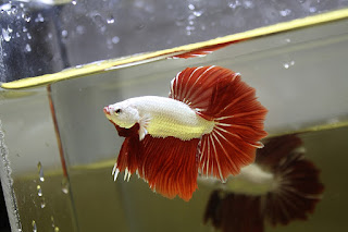 Betta Red Dragon Platinum - Bênny Bettas