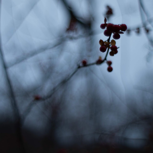 A small group of red berries against a dark grey sky and branches.