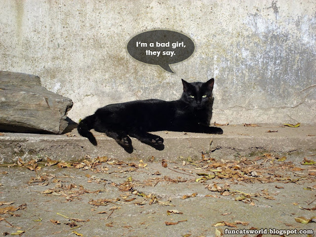 The Bad Girl Cat