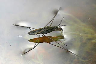 pond skater