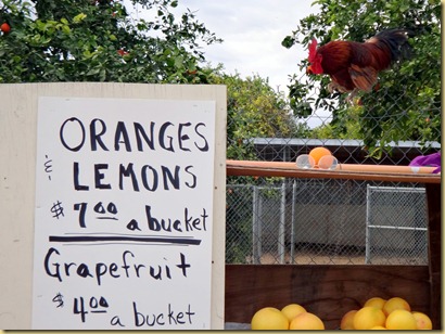 2012-01-23 - AZ, Yuma - Trip to The Farm for Citrus (1)