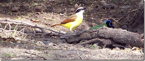 Great Kiskadee and a Green Jay