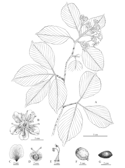 Рябина лушаньская (Sorbus lushanensis)