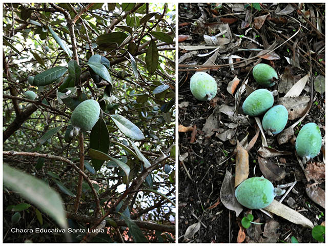 Frutos de Guayabo en el árbol/ frutos en el piso-Chacra Educativa Santa Lucía