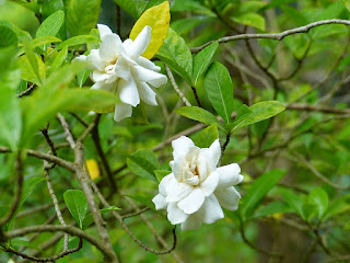 Gardénia - Jasmin du Cap - Gardenia jasminoides