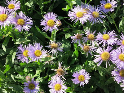 aster, Symphotricium