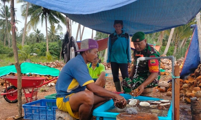 Babinsa Yudi Teguh Bantu Petani Mengolah Kelapa untuk Dijadikan Kopra