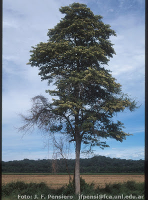 Palo blanco (Calycophyllum multiflorum)