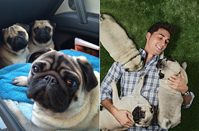 Alvaro Arbeloa's dogs