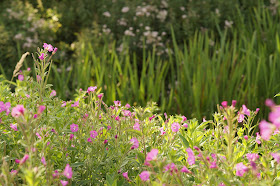 wildflowers in the sunshine