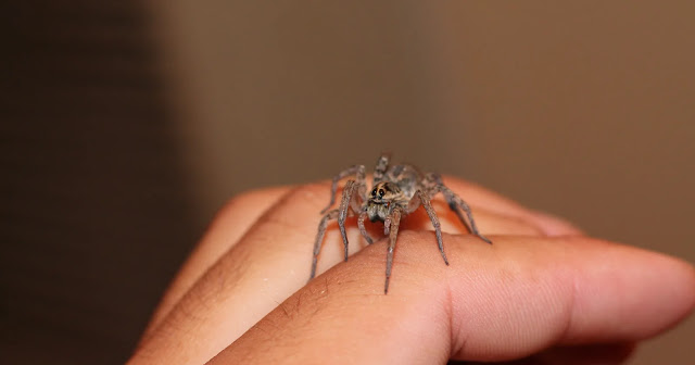 benefits-of-spiders-in-the-house