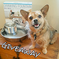 Pioneer Pet Drinking Fountain Review