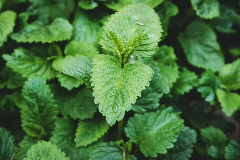 8 Fragrant Indoor Plants That Make Your Home Smell Amazing