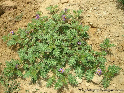 Kantakari-Solanum Xanthocarpum