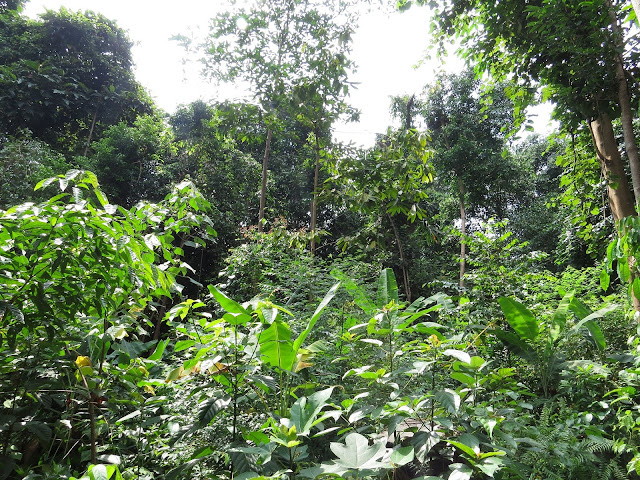 Singapore Botanic Gardens