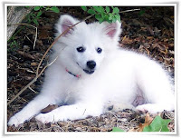Eskimo Dog Animal Pictures