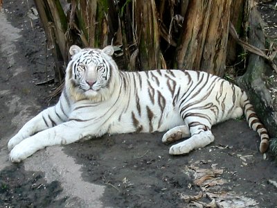 White Tiger Wallpaper on White Tiger High Resolution Wallpapers