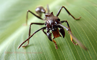 ants fire, image, photo, picture, yellow, plant, leaf cutter