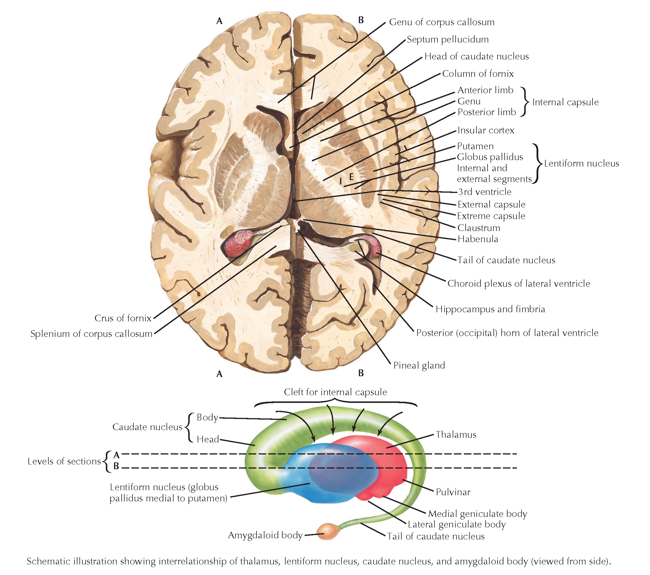 Horizontal Brain Sections Showing The Basal Ganglia