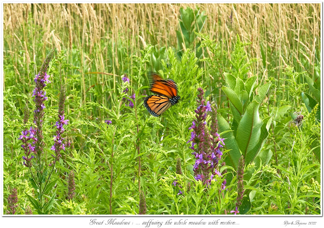 Great Meadows: ... suffusing the whole meadow with motion...