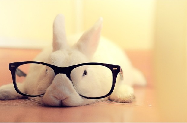 30 pictures of cute bunny, cute bunny pictures, cute bunny