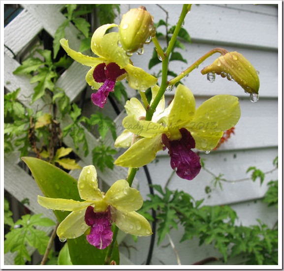 04-30-d-orchids