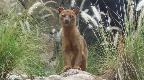 Fossa