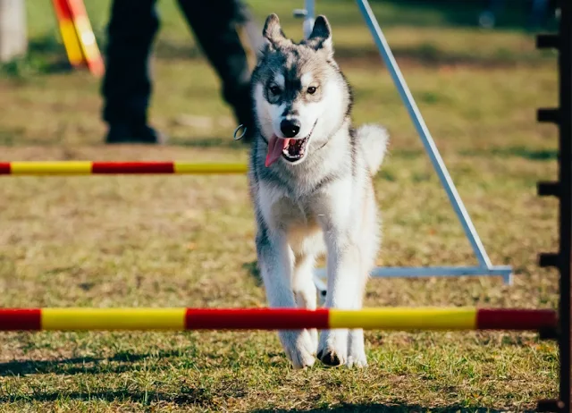 active exercise Running and jumping husky in Dog agility, dog sport.