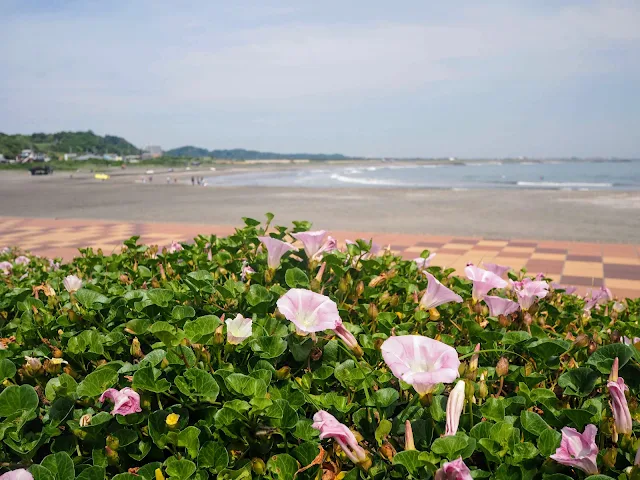 太東海水浴場　ハマヒルガオ