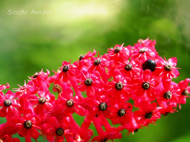 Phytolacca japonica