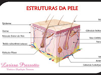 Estrutura Da Pele Epiderme Derme E Hipoderme