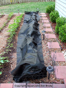 Weed Barrier Cloth From Second Roll Covering Sunflower Seedlings ~ JaguarJulie