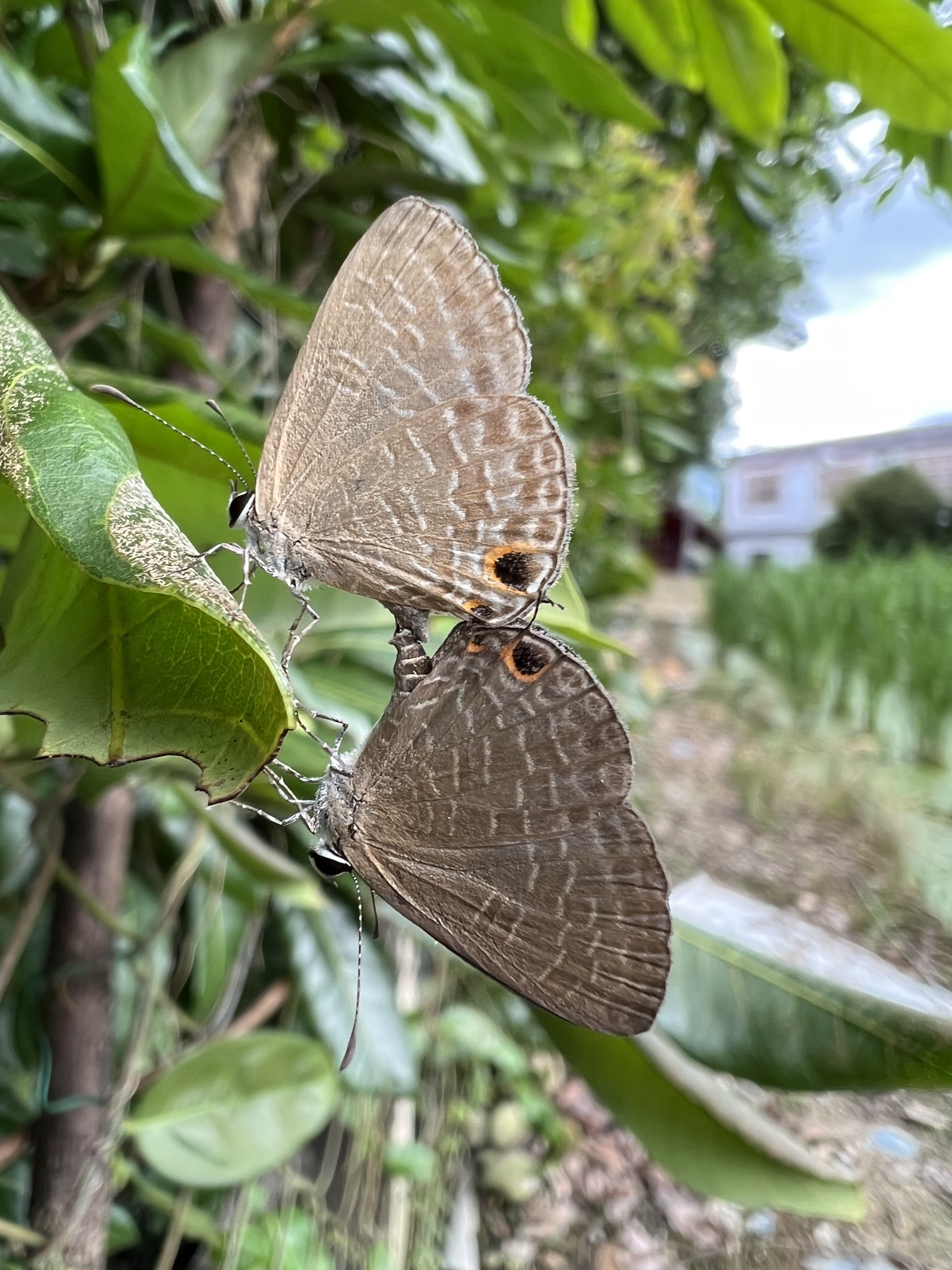 臺灣蝴蝶誌butterflies In Taiwan 交尾篇