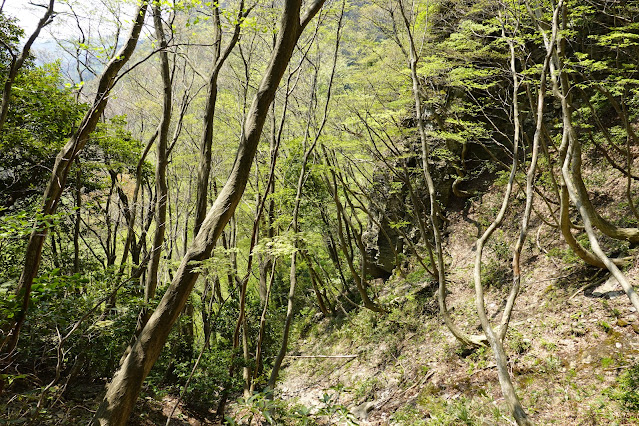 鳥取県東伯郡琴浦町山川　船上山　正面登山道