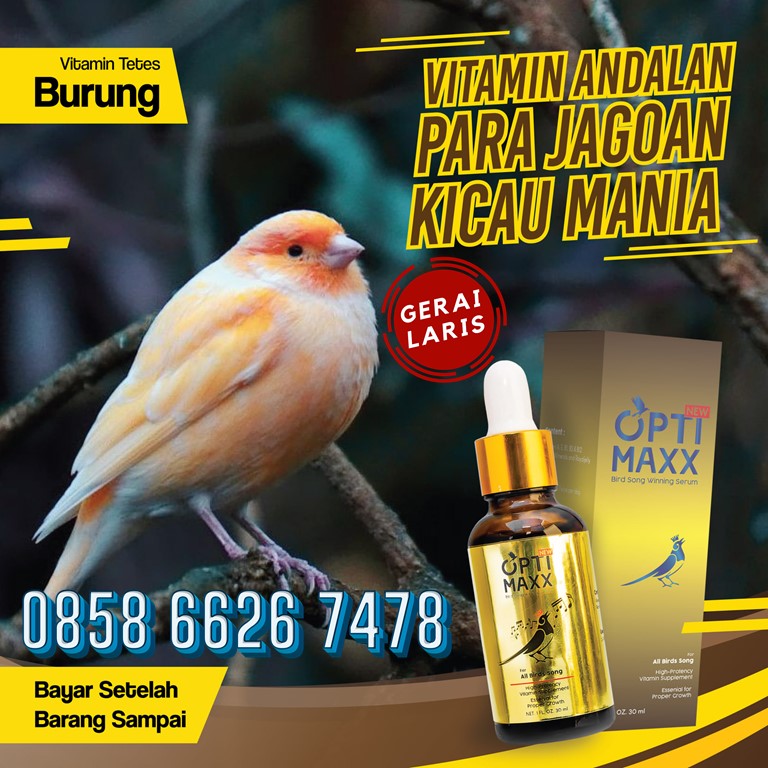 optimaxx vitamin burung paling laris